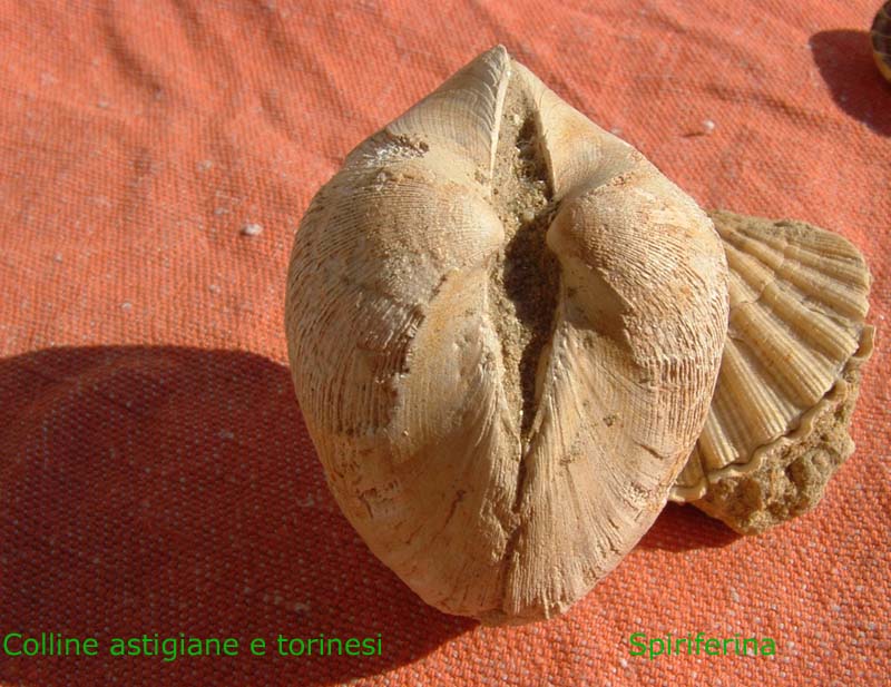 Fossili
